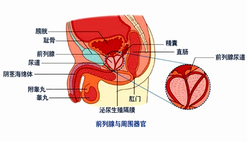 前列腺肥大与前列腺增生对大家来说并不陌生