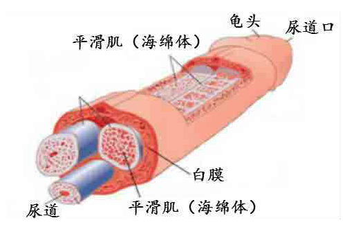 男生生殖器可以增大吗？可以的