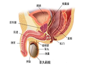 认清前列腺钙化的病因