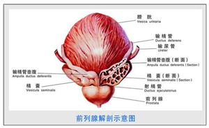 蔬菜和水果：