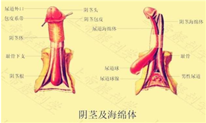 1、阴茎的解剖结构