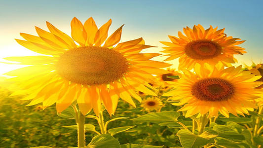 我的前列腺钙化会影响精子质量