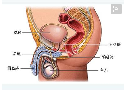 （1）前列腺增生症与前列腺癌好发于前列腺内不同部位